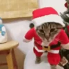 Natal feliz 🌲⛄ 8