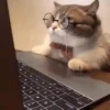 CAT 🩷 26