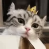 😼Michis Gatos Random 🐱🐈 8