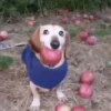 🐕 Apple Dog Perro con🍎 11