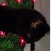 Gata loca 23