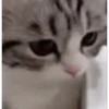 😼Michis Gatos Random 🐱🐈 10