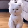 FuNnY CaTs ✨🐱 7