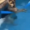 Reações do cão 14