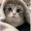 😼Michis Gatos Random 🐱🐈 11