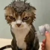 Gatinhos little cats 14