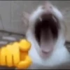 Cat meme 5