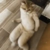 XITPOST ANIMADO  ˃̵ᴗ˂̵ 15