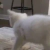GATOS ANIMADOS 😭 14
