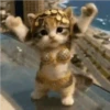 Gatos  6