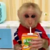 🐵 Monos Monitos Virales 🔥 13