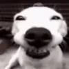 Reações do cão 25