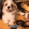 Animalitos cute ✨😸🐾 9