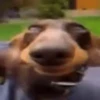 Reações do cão 16