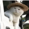 Reacciones gatunas🐱🤪 14