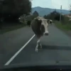 Vaca bailando 🐮 6