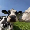 Vaca bailando 🐮 17