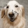 Perros randomcitos 🐶🐾🤭 7
