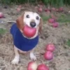 🐕 Apple Dog Perro con🍎 7
