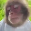 Macaquinhos com sono 7