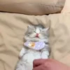 Gatos 2 13