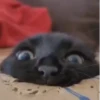 Gata loca 19