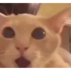 Meme Sticker Viral 8