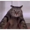 Gatitos random 💥😼 12
