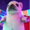 🧿 Pibble, o cachorro 🐕🐶 20