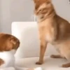 🐈‍⬛🐱🧶 GATOS | CATS 4 🧶🐱🐈‍⬛ 9