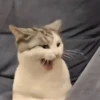 🎵 TIKTOKeando 48 🎵 16