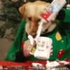Feliz Natal 8