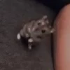 Hamster gifs baixa qualidade  7