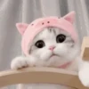 Reacciones gatunas🐱🤪 23