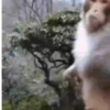 Macacos  7