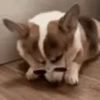 Reações do cão 9