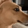 Cachorro Alerta