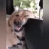 Reações do cão 11