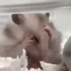 Animalitos 🦝🐭🐰🦊 16
