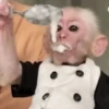 🧿Monkey🐒Changuitos🐵 20