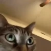 🌈🐈Reaccion Gatos Pal Chat🐈‍⬛🌈 18