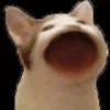 GATOS ANIMADOS 😭 11
