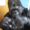 Monos  9