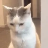 🌈🐈Reaccion Gatos Pal Chat🐈‍⬛🌈 23