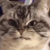 🐱Michitos randoms🐱 9