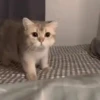 CAT 🩷 10