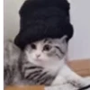 😼Michis Gatos Random 🐱🐈 14