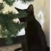 Gata loca 17