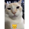 Mascotas Tiktok😼🐶 12