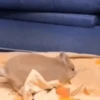 नींद 💤  14